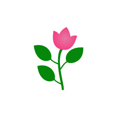 pink rose flower beautiful white background