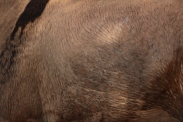 close up of horse texture