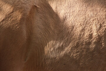 horse texture