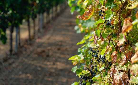 Sick leaves in the vineyard. Grape disease. Sunny morning. Bodenheim, Rhineland-Palatinate, Germany.