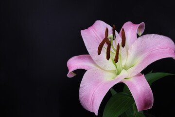 Naklejka na ściany i meble pink lily with white and green center on isolated black background