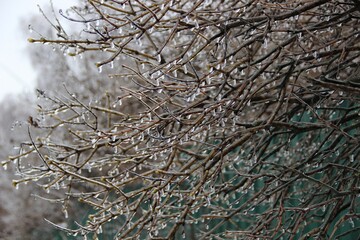 The branches of the Bush, covered with the frozen rain drops 
