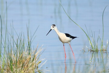 Black-winged stilt (Himantopus himantopus), elegant long-legged bird feeding in shallow water of the lake