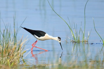 Obraz premium Black-winged stilt (Himantopus himantopus), elegant long-legged bird feeding in shallow water of the lake