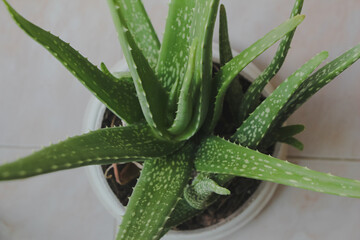 A close up of green leaves aloe vera. herbal medicine for skin care and hair care that can be used as treatment.