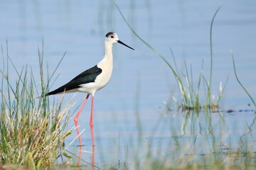 Black-winged stilt (Himantopus himantopus), elegant long-legged bird feeding in shallow water of the lake