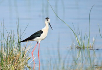 Black-winged stilt (Himantopus himantopus), elegant long-legged bird feeding in shallow water of the lake