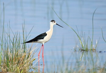 Black-winged stilt (Himantopus himantopus), elegant long-legged bird feeding in shallow water of the lake