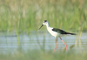 Obraz premium Black-winged stilt (Himantopus himantopus), elegant long-legged bird feeding in shallow water of the lake