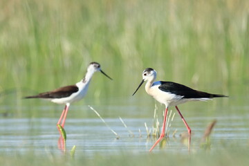 Black-winged stilt (Himantopus himantopus), elegant long-legged bird feeding in shallow water of the lake