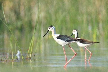 Black-winged stilt (Himantopus himantopus), elegant long-legged bird feeding in shallow water of the lake