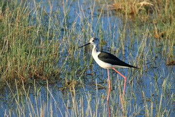 Black-winged stilt (Himantopus himantopus), elegant long-legged bird feeding in shallow water of the lake