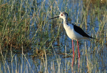 Black-winged stilt (Himantopus himantopus), elegant long-legged bird feeding in shallow water of the lake