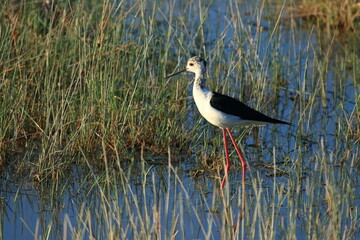 Black-winged stilt (Himantopus himantopus), elegant long-legged bird feeding in shallow water of the lake