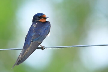 Barn swallow (Hirundo rustica) resting on the wire during fall migration