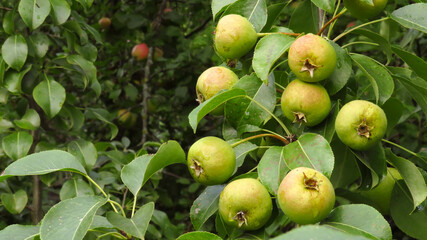a ripening small pear on a branch.