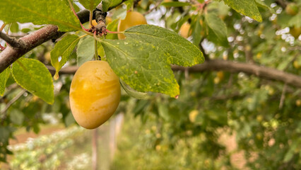 Beautiful ripening yellow plums on a branch.