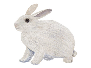 しろうさぎ左向き_横