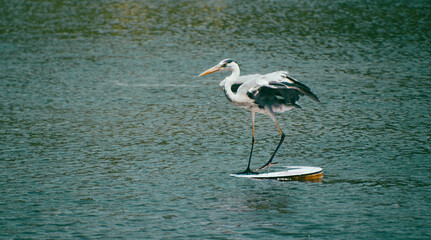 Grey heron perch