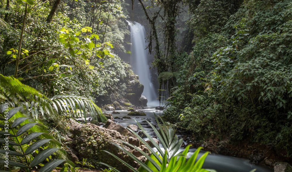 Wall mural waterfall in the forest