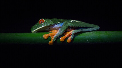 Red-eyed Leaf frog
