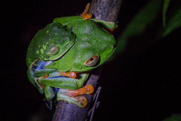 Red-eyed Leaf frog