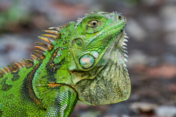 green iguana
