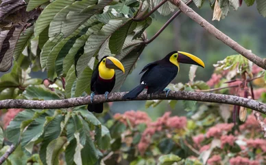 Selbstklebende Fototapeten Chestnut-mandibled toucan © Hodossy