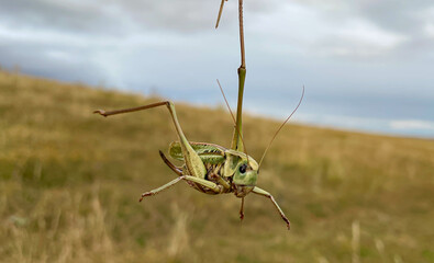 a large grasshopper on the background of a field.