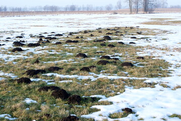 Mole mound - molehill in the meadow. Winter view of the field. Snow on the grass.