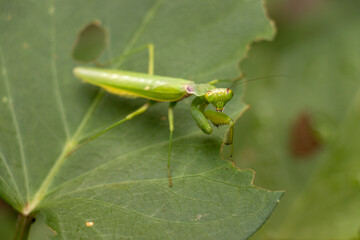 葉の上の緑色のカマキリ