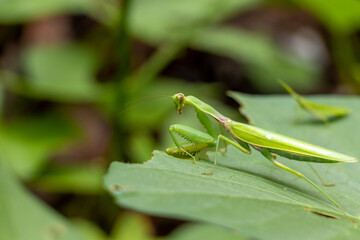 葉っぱの上に緑色のカマキリ