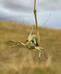 a large grasshopper on the background of a field.