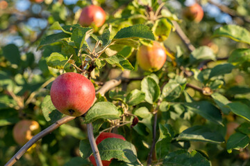 Organic apples. Fruit without chemical spraying. Orchard.