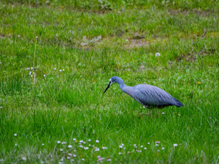 Grey Heron Head Down