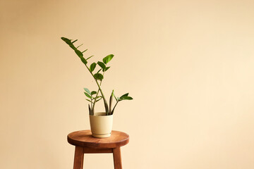 Background with zamioculcas in home interior. Interior decoration with homeplants. Background. copy space
