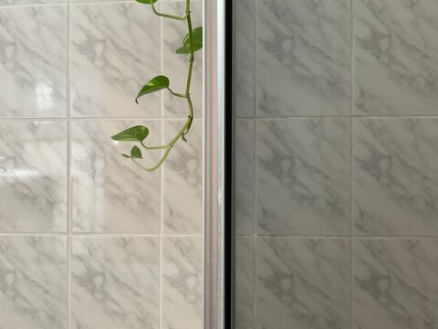 Efeutute Zimmerpflanze H&auml;ngepflanze w&auml;chst im Badenzimmer vor gefliester Wand mit Duschtrennwand