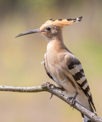 Eurasian hoopoe, Upupa epops. A bird sits on a dry branch
