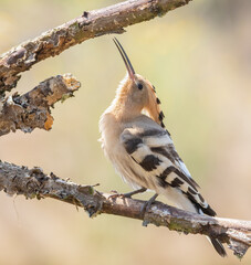 Eurasian hoopoe, Upupa epops. A bird sits on an old dry branch and looks up