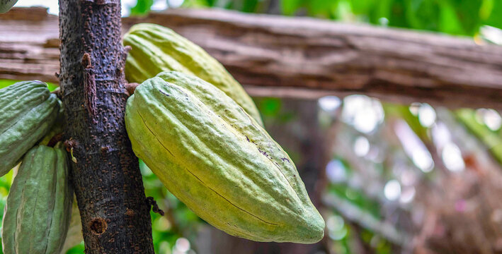 Raw green cacao pods growing near maturity on cocoa trees