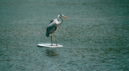 Grey heron perching