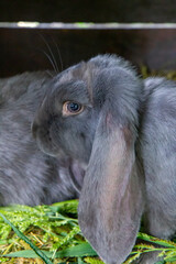 Szary królik jedzący trawę - obrazy, fototapety, plakaty