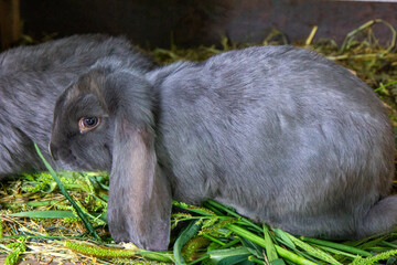 Szary królik jedzący trawę