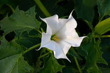 White flower of a poisonous, vespertine-flowering thornapple plant close up  