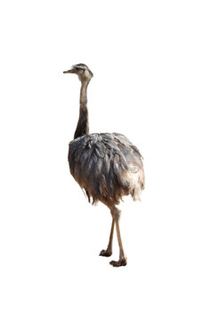 big bird from South America named Nandu-