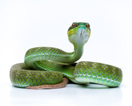 green snake 