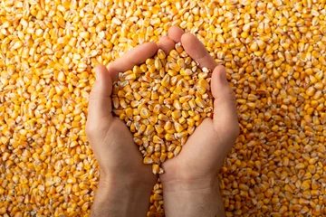 Fotobehang Human caucasian hands with maize corns over corn background © Mikhailov Studio