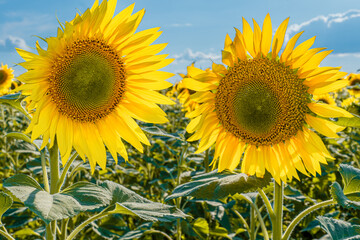 Sunflower in the field. Summer landscape. Warm weather, meadow. A yellow flower on a blue sky...