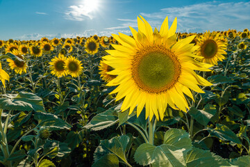 Sunflower fields and meadows. A picture of an advertisement for sunflower and vegetable oil. Botany. Cultivation of oilseeds. Harvest time. Sunflower seeds. Flowers in the sun. Sunbeam of hope.