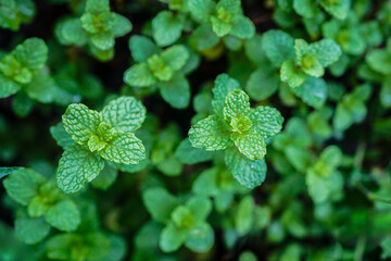 peppermint Top view,Green peppermint leaves.